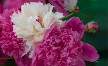 Japon ayva balığının çiçek açan dalları ya da ilkbaharda Maule 'nin ayva çiçekleri. Cilt yüzeyi çiçeklerle dolu. Parlak mavi gökyüzü.