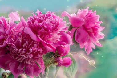 Japon ayva balığının çiçek açan dalları ya da ilkbaharda Maule 'nin ayva çiçekleri. Cilt yüzeyi çiçeklerle dolu. Parlak mavi gökyüzü.