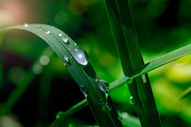 Bahçedeki koyu çimenlere çiy damlaları düşer. Saf su. Tasarım için çiçek arkaplanı. Sığ alan derinliği