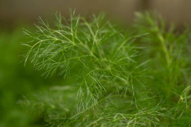 Bahçedeki yeşil filiz dereotu baharatları. Tasarım için çiçek arkaplanı. Sığ alan derinliği