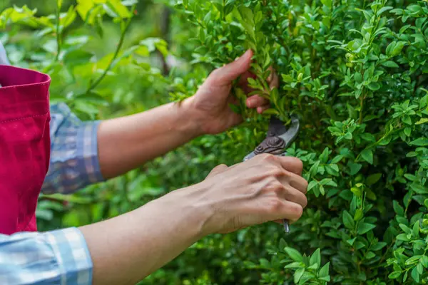 Crop View Hands Cutting Bush Sunny Day Spring Summer Gardening — Stock Photo, Image