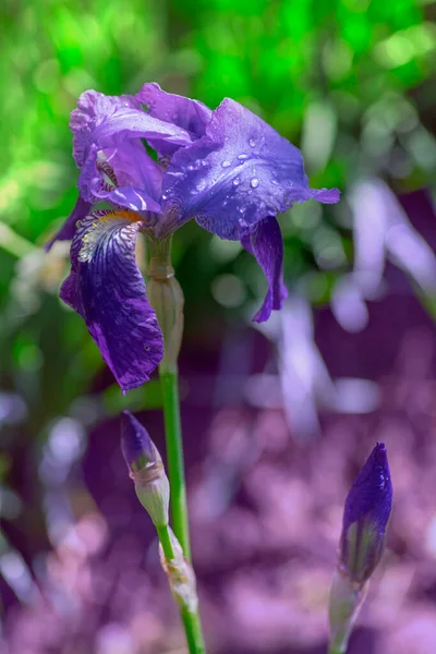 Iris Fresco Jardín Cartel Floral Papel Pintado Tarjeta Vacaciones Fondo —  Fotos de Stock