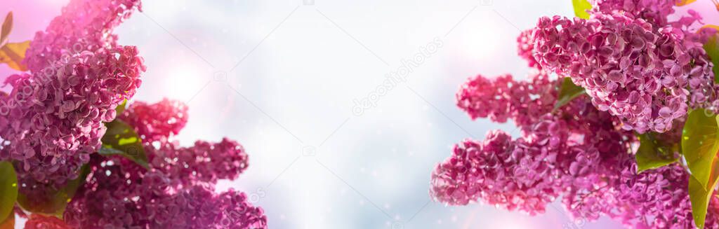 Blooming lilac in dew drops. Pure water. Floral background for design. Shallow depth of field