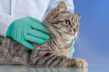 Beyaz giysili, mavi eldivenli, evcil bir kediyle ilgilenen veteriner doktor manzarası. Klinikte veterinerlik hizmeti. Kedinin tıbbi muayenesi