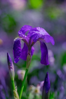 Bahçede taze Iris. Çiçek posteri, duvar kağıdı ya da tatil kartı. Bulanık arkaplan