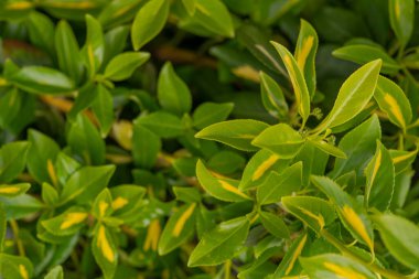 Bahçedeki güneş ışınlarında taze yaprak filizlenir. Yumuşak odaklanma. Çiçek posteri, duvar kağıdı ya da tatil kartı. Bulanık arkaplan