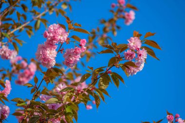 İlkbaharda çiçek açan kiraz ağaçlarının dalları. Cilt yüzeyi çiçeklerle dolu. Parlak mavi gökyüzü