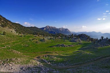 Mavi gökyüzüne karşı taçlar, gövdeler ve dallar. Doğal olarak büyüyen orman