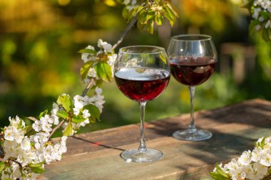 Güzel bir bahar gününde, tahta bir açık havada, uzun, kırmızı şarap kadehleriyle dolu bir hayat. Kiraz çiçekleriyle çiçek açan dallar. Seçili odak, kopyalama alanı