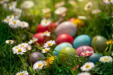 Yeşil çimenlerdeki çok renkli Paskalya yumurtaları papatyalar ve parlak güneş ışığında karahindibalar.