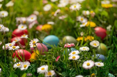 Yeşil çimenlerdeki çok renkli Paskalya yumurtaları papatyalar ve parlak güneş ışığında karahindibalar.