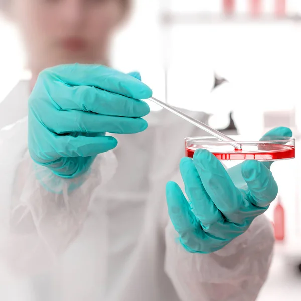 Laboratuvar asistanı cam çubukla petri kabında bakteriyolojik aşı yapıyor. Ellere odaklan..