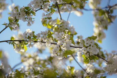 İlkbaharda çiçek açan kiraz ağaçları dalları. Cilt yüzeyi çiçeklerle dolu. Parlak mavi gökyüzü