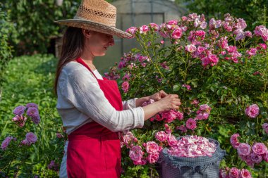 Çiçek açma mevsiminde gül yaprakları topluyorum. Hasır şapkalı bir kadın güneşli bir günde çiçek topluyor.