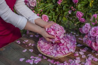 Güneşli bir günde çiçek açma mevsiminde bir avuç gül yaprağı toplayan kadın elleri. Bulanık bazı çiçekler