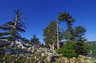 Mavi gökyüzüne karşı taçlar, gövdeler ve dallar. Doğal olarak büyüyen orman
