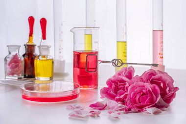 Parfum 'un laboratuvar ekipmanları, malzemeleri, kavanozlar, şişeler, silindirler, şişeler, şişeler, mezuniyet, test mikseri, ilaç camı, gül yağı, tomurcuklar.