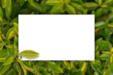 Yaprak filizinden yapılmış çiçek deseni. Yumuşak odaklanma. Bulanık arkaplan ve maket