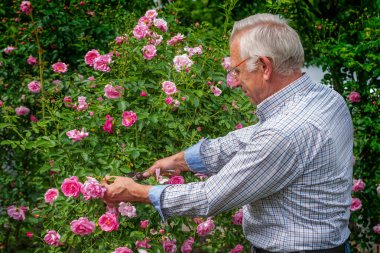 Kıdemli adam güneşli bir günde gülleri kesti. Bahar ve yaz bahçıvanlığı.