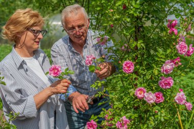 Kıdemli mutlu adam ve kadın çift güneşli bir günde gül kesiyor. Bahar ve yaz bahçıvanlığı