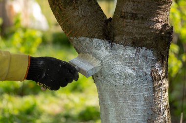 Ağaç gövdelerini beyazlatan bir eldiven verin. Meyve bahçelerinde ve ağaç çiftliklerinde koruma yöntemi