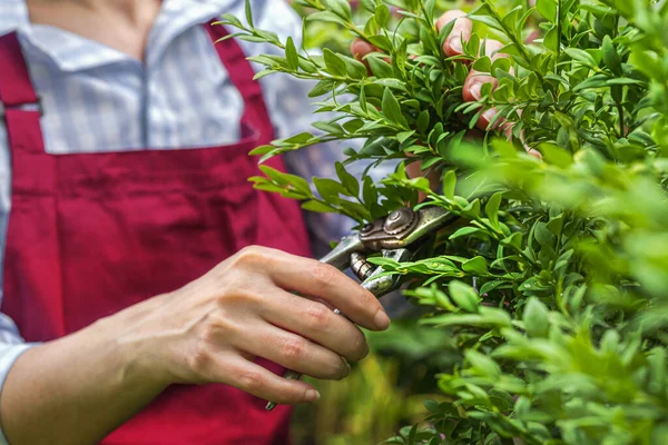 Crop View Hands Cutting Bush Sunny Day Spring Summer Gardening — Stock Photo, Image