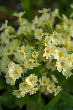 Taze bahar bahçedeki soluk sarı çuha çiçeği. Çiçek posteri, duvar kağıdı ya da tatil kartı. Bulanık arkaplan, yakın plan