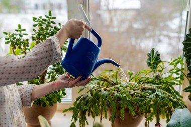 Female hand pours water on Thanksgiving Cactus, Christmas cacti care. Indoor potted fresh plants on the windowsill in the sunlight.