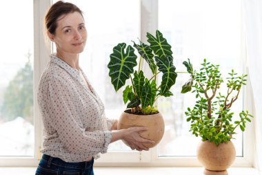 Outgoing smiling woman holding ceramic rounded pot with Alocasia Polly, Amazonian Elephant Ear near the window. Indoor potted fresh plants on the windowsill in the sunlight.
