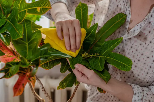 Female Hands Wiping Yellow Eco Napkin Green Leaves Codiaum Variegatum — Stock Photo, Image