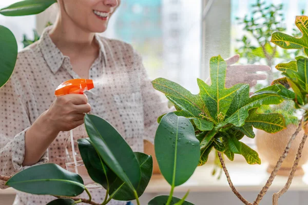 Female Hand Spraying Water Green Leaves Codiaum Variegatum Croton Flower — Stock Photo, Image