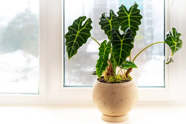 Indoor Potted Fresh Plants Windowsill Sunlight Alocasia Amazonica Polly Elephant — ストック写真