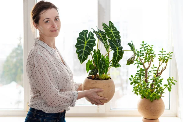 Outgoing smiling woman holding ceramic rounded pot with Alocasia Polly, Amazonian Elephant Ear near the window. Indoor potted fresh plants on the windowsill in the sunlight.