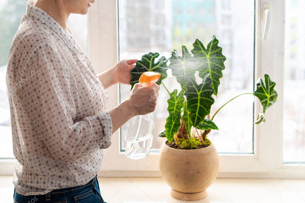 Indoor potted fresh plants on the windowsill in the sunlight. Woman spraying with water green leaves of Alocasia amazonica Polly Elephant Ear