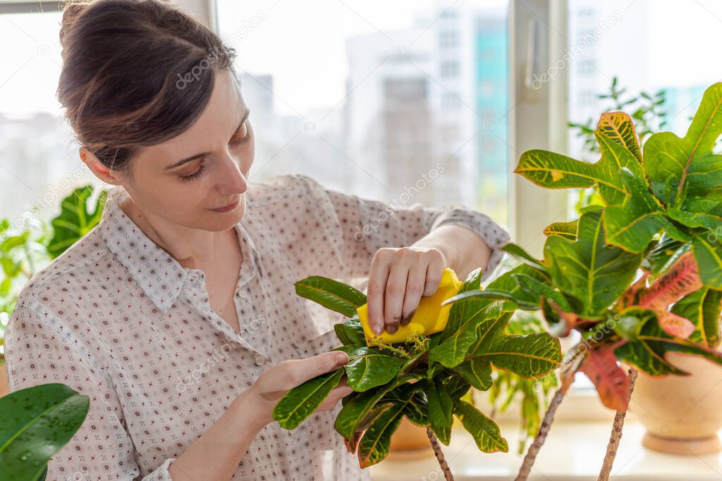 A tender woman taking care of a tropical indoor potted fresh plants in the sunlight in front of the window. Wiping with an eco napkin Codiaum variegatum, Croton flower