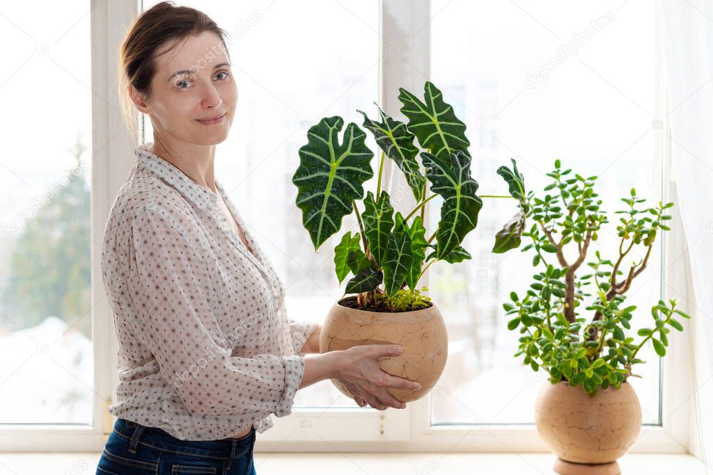 Outgoing smiling woman holding ceramic rounded pot with Alocasia Polly, Amazonian Elephant Ear near the window. Indoor potted fresh plants on the windowsill in the sunlight.
