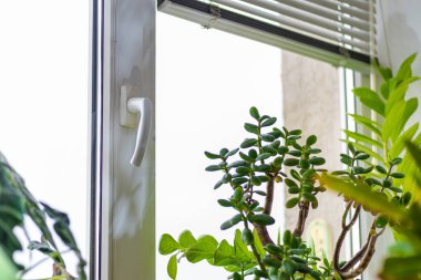 Kapalı alanda güneş ışığında pencere kenarında taze bitkiler saksısı. Lezzetli yetiştirme hobisi, Yeşim Bitkisi, Zamioculcas zamiifolia, ZZ bitkisi