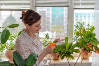 Kodiyon yeşili yaprakları, Croton çiçeği, Kodiaeum, Joseph 'in pelerini ve Euphorbia sıkan bir kadın. Kapalı alanda, güneş ışığında pencere eşiğinde taze bitkiler..