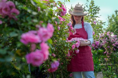 Çiçek açma mevsiminde gül yaprakları topluyorum. Hasır şapkalı bir kadın güneşli bir günde çiçek topluyor.