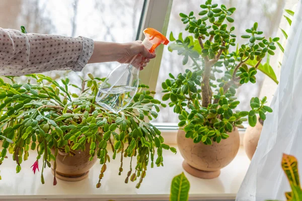 Indoor Potted Fresh Plants Windowsill Sunlight Hand Pressuring Sprinkler Water — Stock Photo, Image