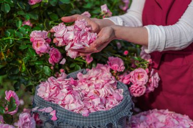 Güneşli bir günde bir avuç gül yaprağı toplayan eller..