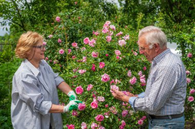 Kıdemli mutlu adam ve kadın çift güneşli bir günde gül kesiyor. Bahar ve yaz bahçıvanlığı.