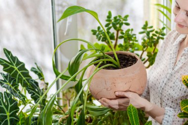 Gülümseyen kadın, Eucharis Amazonian zambaklarını pencerenin kenarında, güneş ışığı altında saksıda saksıda taşır..