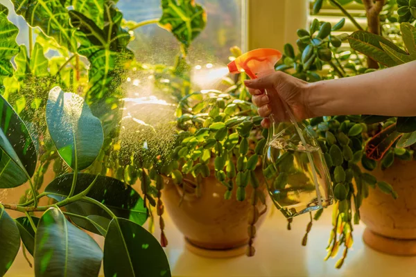 Indoor potted fresh plants on the windowsill in the sunlight. Spraying and moisturizing Rubber Plant, Thanksgiving Cactus, Christmas cacti, Codiaum Croton flower, Alocasia amazonica Polly