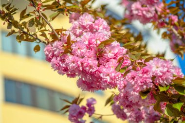 İlkbaharda çiçek açan kiraz ağaçlarının dalları. Cilt yüzeyi çiçeklerle dolu. Parlak mavi gökyüzü