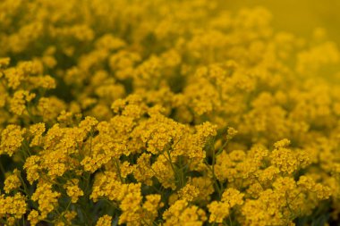 Bahçe çiçekli posteri, duvar kağıdı ya da tatil kartında taze bahar Alyssum saksafonu. Bulanık arkaplan, yakın plan
