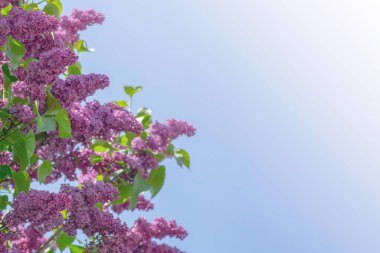 Çiy damlalarında çiçek açan leylak. Saf su. Tasarım için çiçek arkaplanı. Sığ alan derinliği