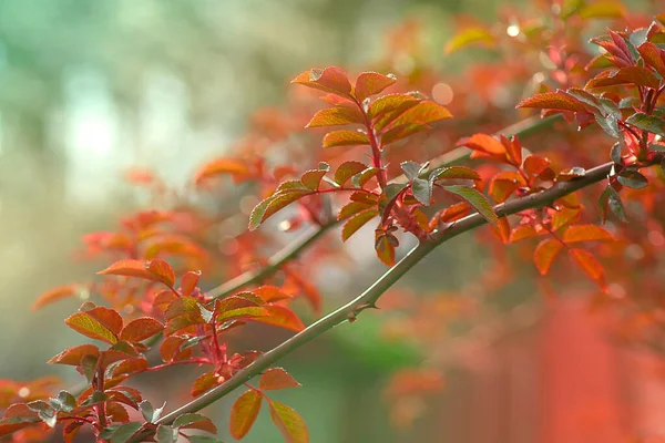 Fresh sprouts of leaves of rose bushes in sunlight. Floral poster, wallpaper or holidays card. Blurry background