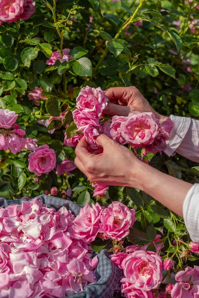 Güneşli bir günde gül yaprakları toplayan eller. Açma mevsiminde hasat.