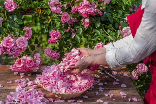 Güneşli bir günde bir avuç gül yaprağı toplayan eller..